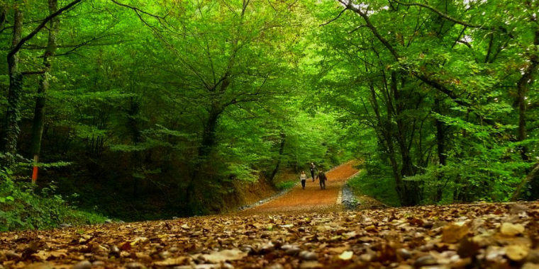 Belgrade Forest